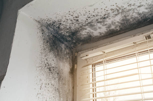 Affordable Mold Removal solutions in Washington, NJ